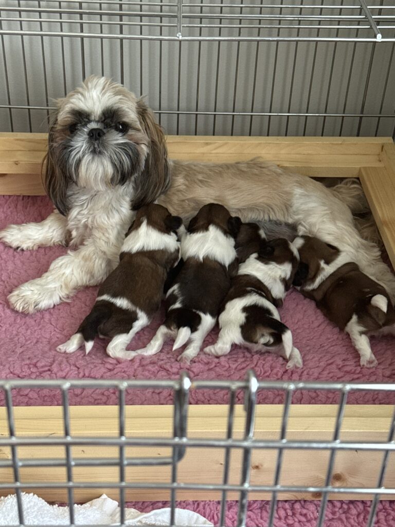 Shih Tzu with her babies